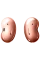 Căști Galaxy Buds Live, Bronz